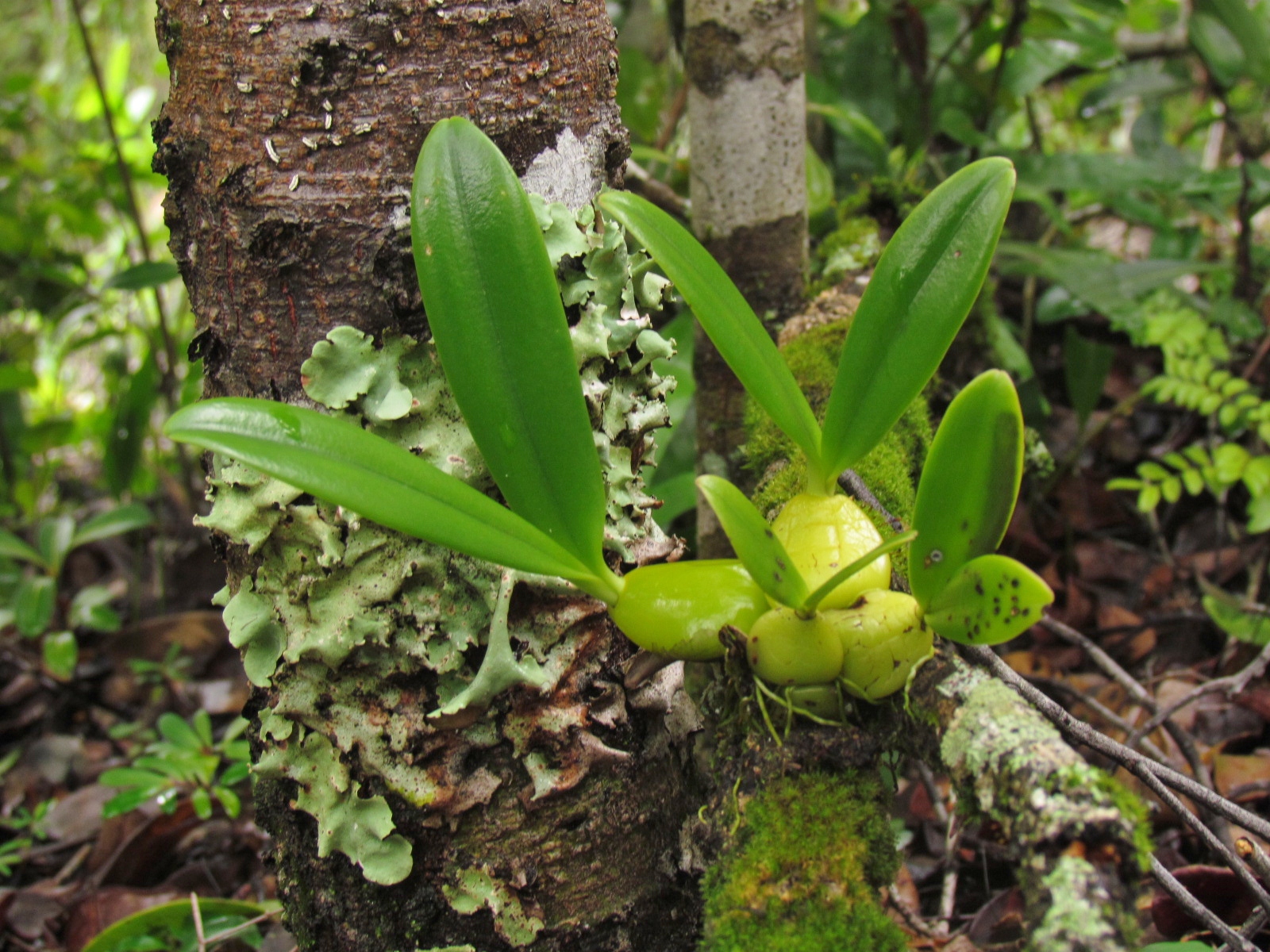 Orchid Species Identification